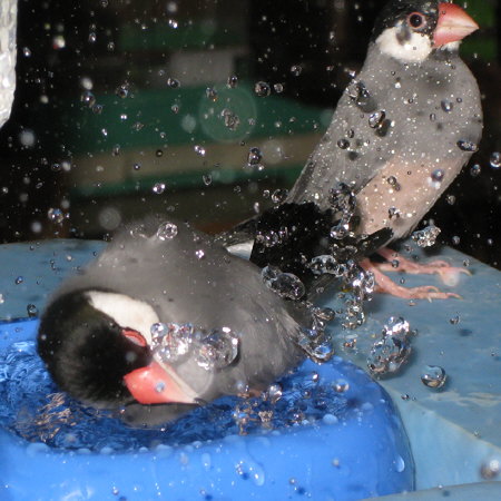 豪快に暑気払いする文鳥(テン)