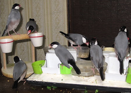 文鳥たちのいつもの喧騒