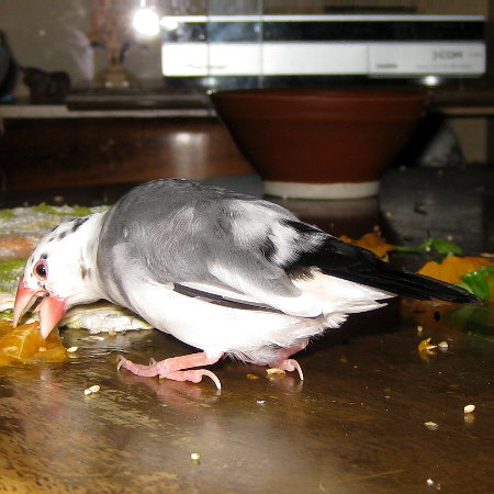 産卵期間中のメス文鳥(ケコ)
