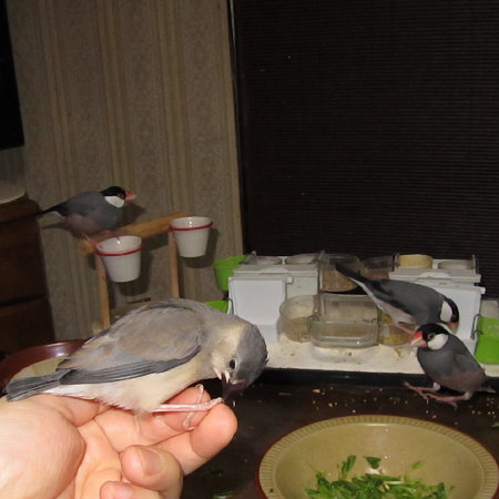 様子をうかがうヒナ