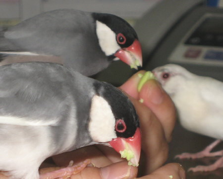 エダマメを食べあさるゲンとハル