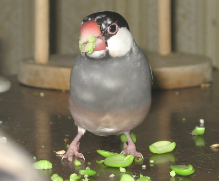 我が家の生活を謳歌するシズ