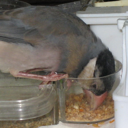 玄米ローストを食べる若文鳥(トミ)