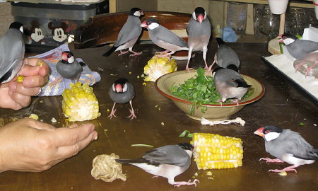 卓上の文鳥たち狂宴