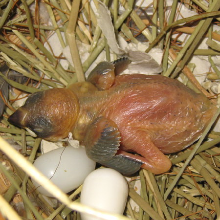 孵化10日目の文鳥ヒナ(「クリ」)