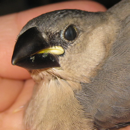 瞬膜を閉じる文鳥ヒナ