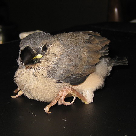 孵化24日目の文鳥ヒナ(トミ)