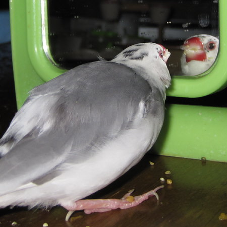 我が姿にケンカを売る文鳥(ケコ)