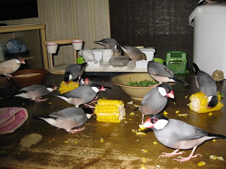 群れる文鳥たち