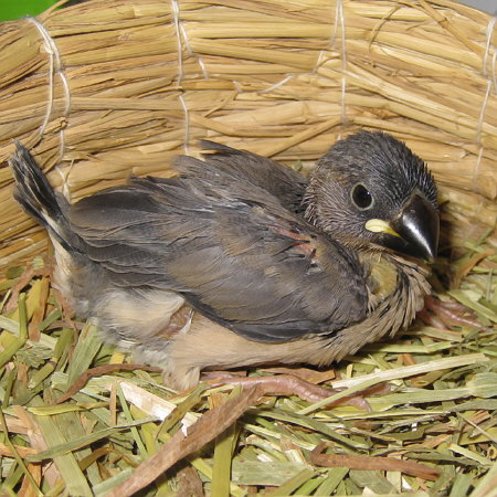 孵化21日目の文鳥ヒナ(クリ)2