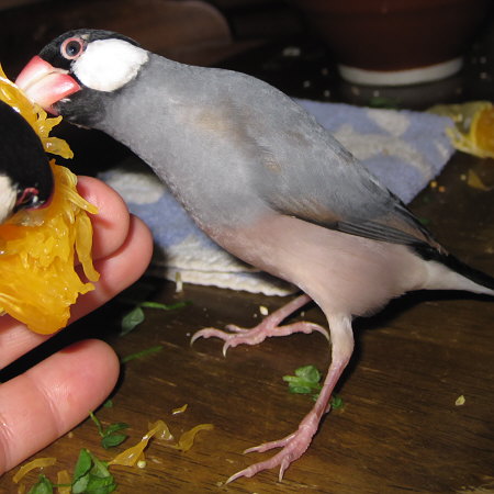 紅八朔に食らいつく文鳥(トミ)