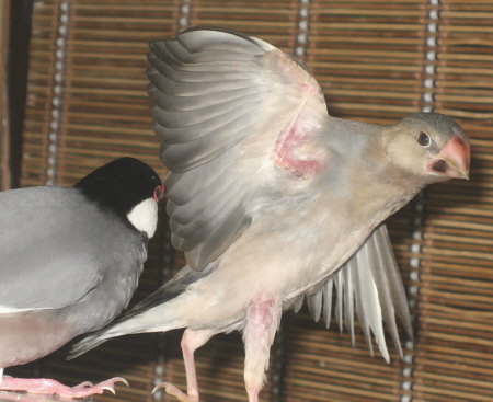キューに追い払われるポン