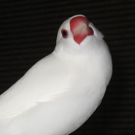美男の白文鳥(シン)