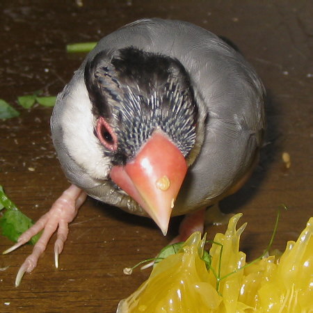 筆毛だらけの桜文鳥(ハル)