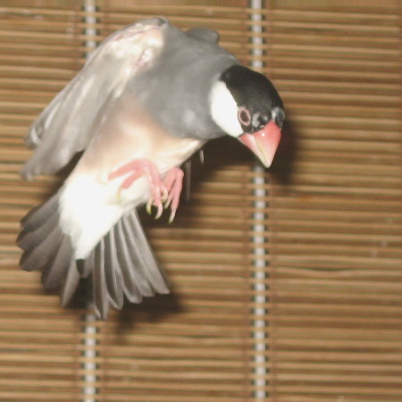 降下してきたシズ