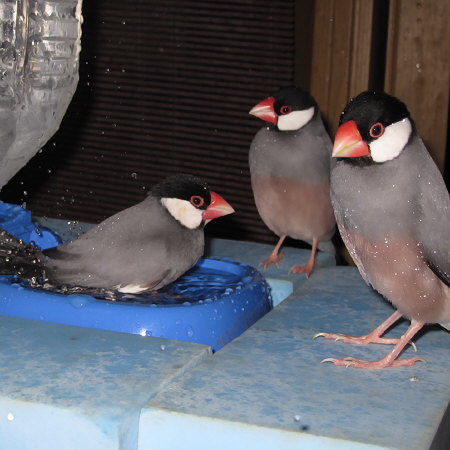 文鳥男湯状態(マナツ・ハル・ノコリ)