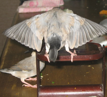 鏡回しの天才文鳥