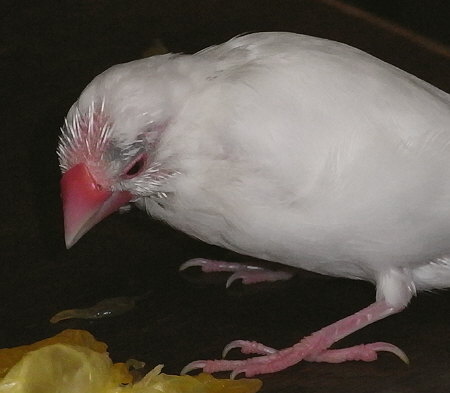 さらにハゲ回復中の白文鳥(ミナ)