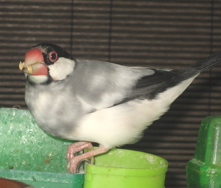 文鳥シマさんの復調