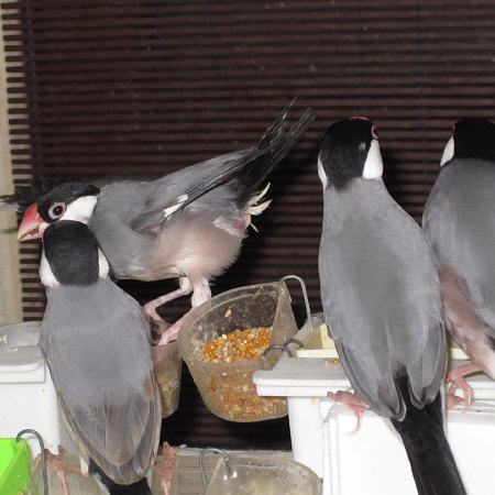 障害のある文鳥の奮闘