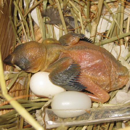 孵化11日目の文鳥ヒナ(「クリ」)