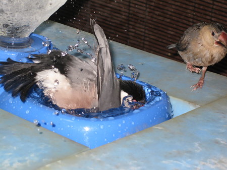豪快な文鳥水浴び(ノコリ・トミ)