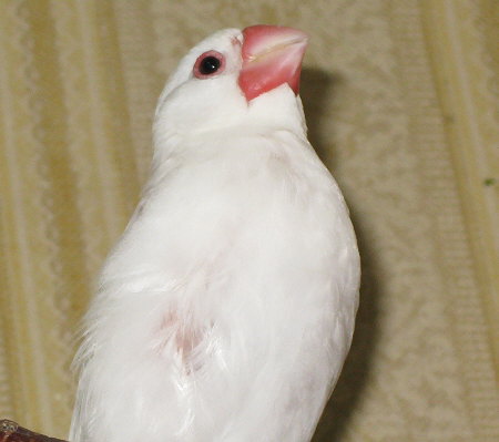 換羽中の白文鳥(シン)