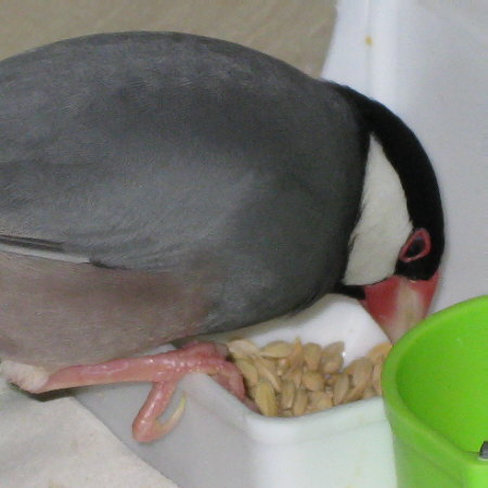 モミをかじる文鳥(マナツ)
