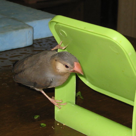 鏡で遊ぶ若文鳥(マナツ)
