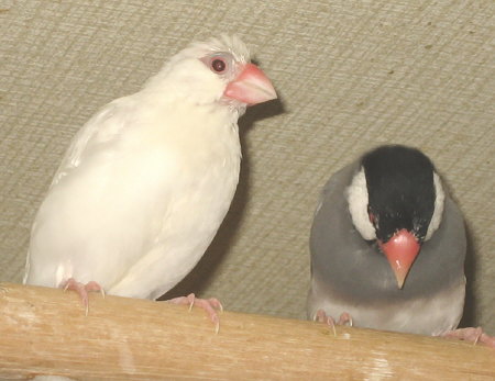 モヒカンミナと換羽を終えたクラ