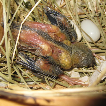 孵化15日目の文鳥ヒナ(「クリ」)