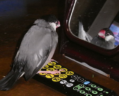 鏡の前にたたずむ病気の文鳥(オッキ)
