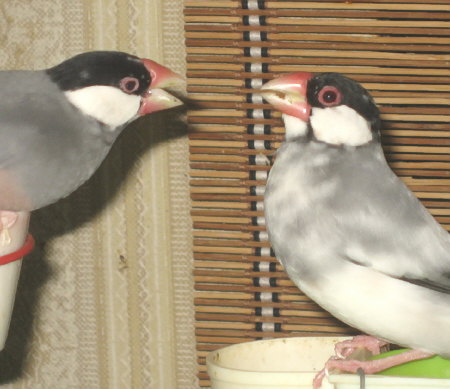 シマに因縁をつけるカエ