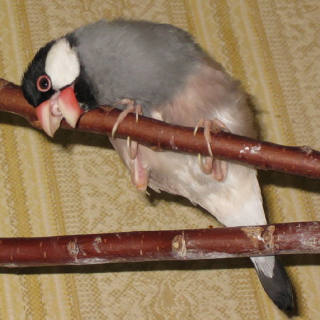 クチバシを枝にこすりつける文鳥(ノコリ)