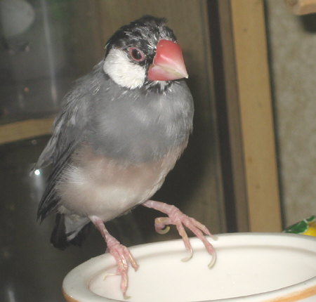 換羽中のゴン
