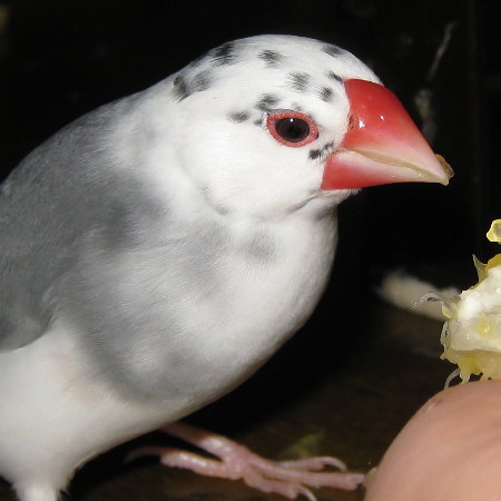 ごま塩文鳥(ケコ)
