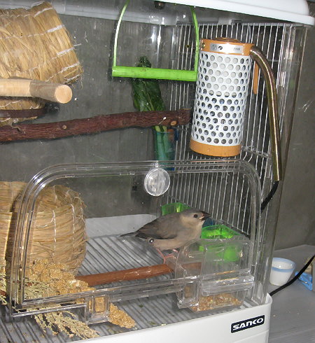 ヒナたちのケージ