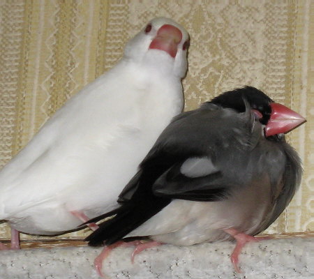 まだ若い妻文鳥と老いた夫文鳥(ミナ・クラ)