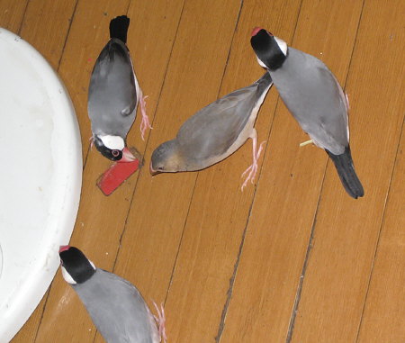 テープをはがす文鳥たち
