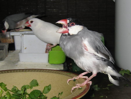 換羽中の文鳥(ヤッチ)