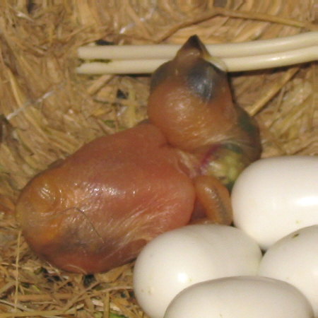 孵化5日目の文鳥ヒナ