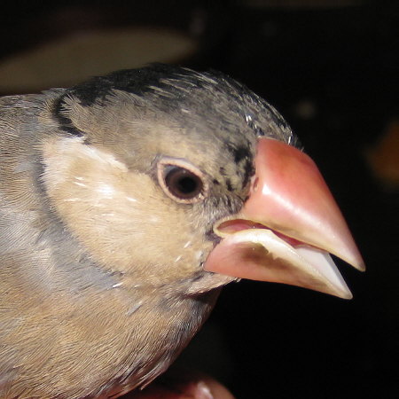 ヒナ換羽中の桜文鳥(トミ)