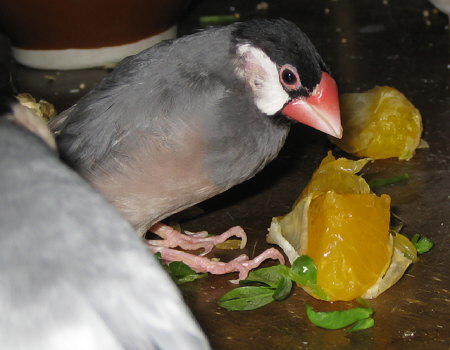 伊予柑を食べる老文鳥(オッキ)
