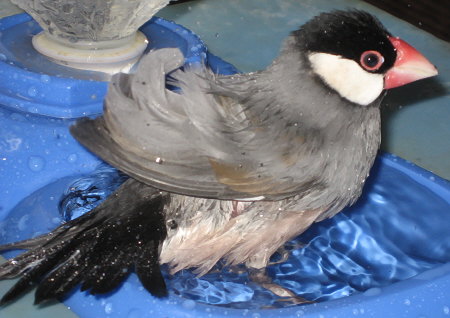 水浴び中の若文鳥(ノコリ)