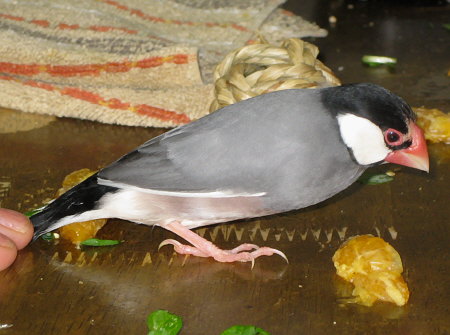尾羽を押さえられ動けない文鳥(ハル)