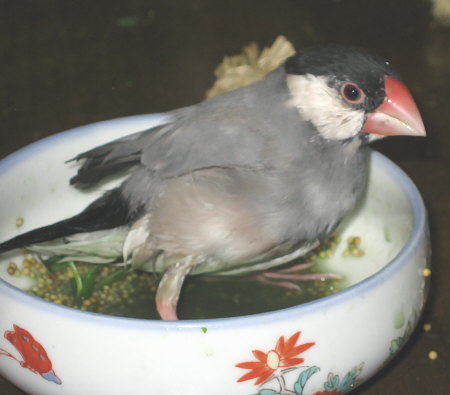 緑水浴びをたくらむアト