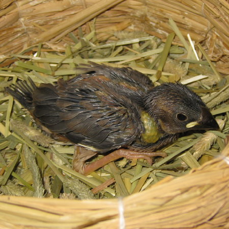 孵化19日目の文鳥ヒナ(マナツ)