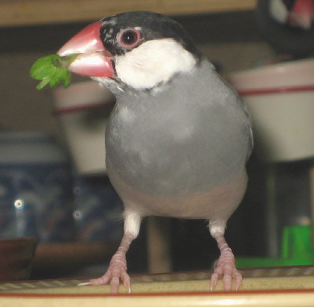 カエは何を企むのか