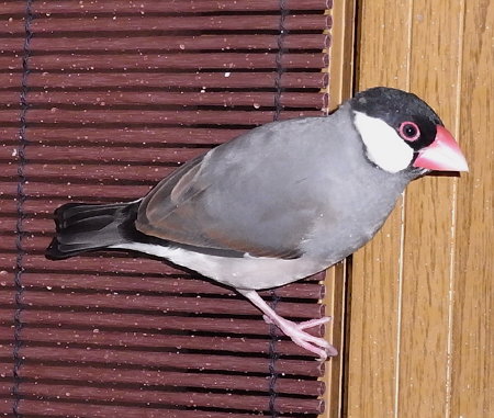 スパイダーバード(文鳥)