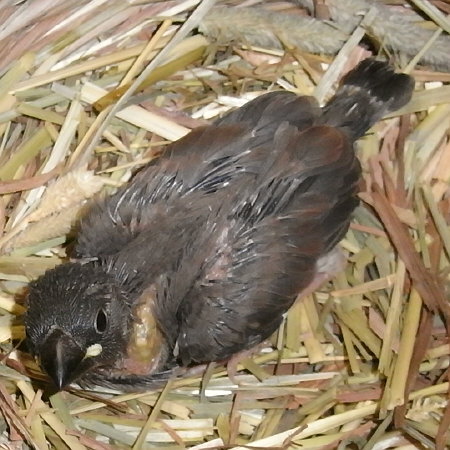 孵化21日目の桜文鳥(ノコリ)